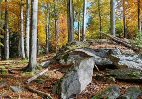 Žďárskými vrchy po stopách posledního vlka