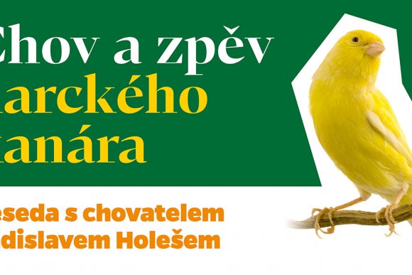 Chov a zpěv harckého kanára - hlavní náhled